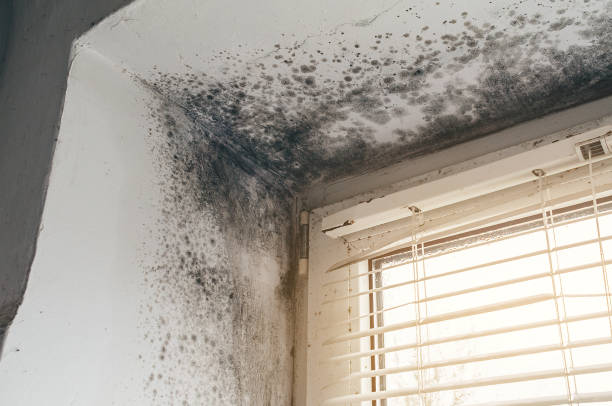 Affordable Mold Remediation solutions in Zarephath, NJ